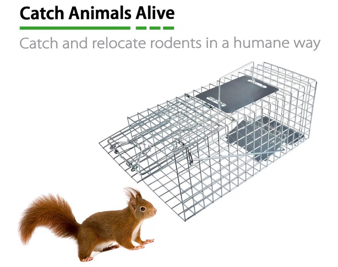 Humane small animal trap 