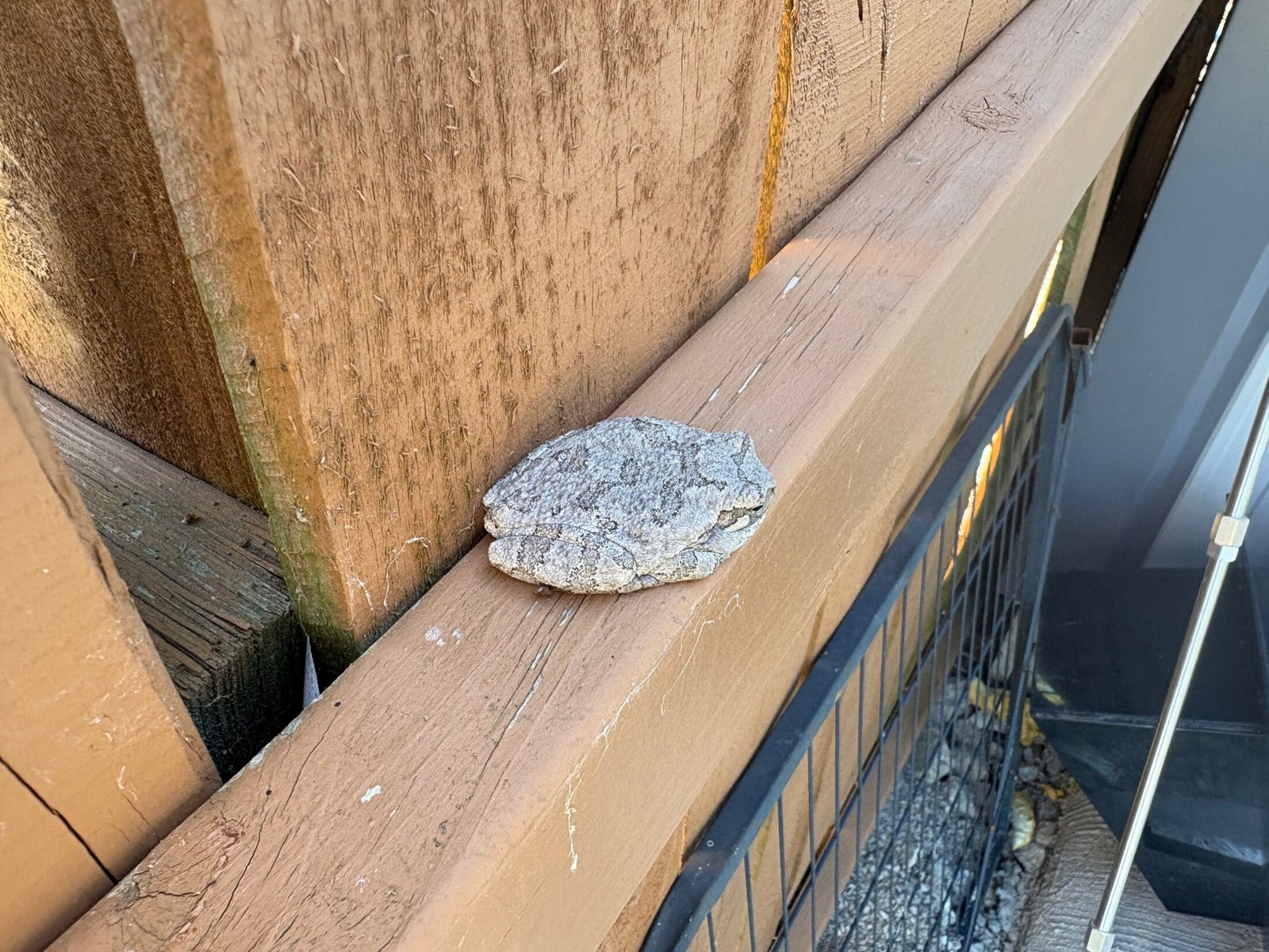 Missouri tree frog 