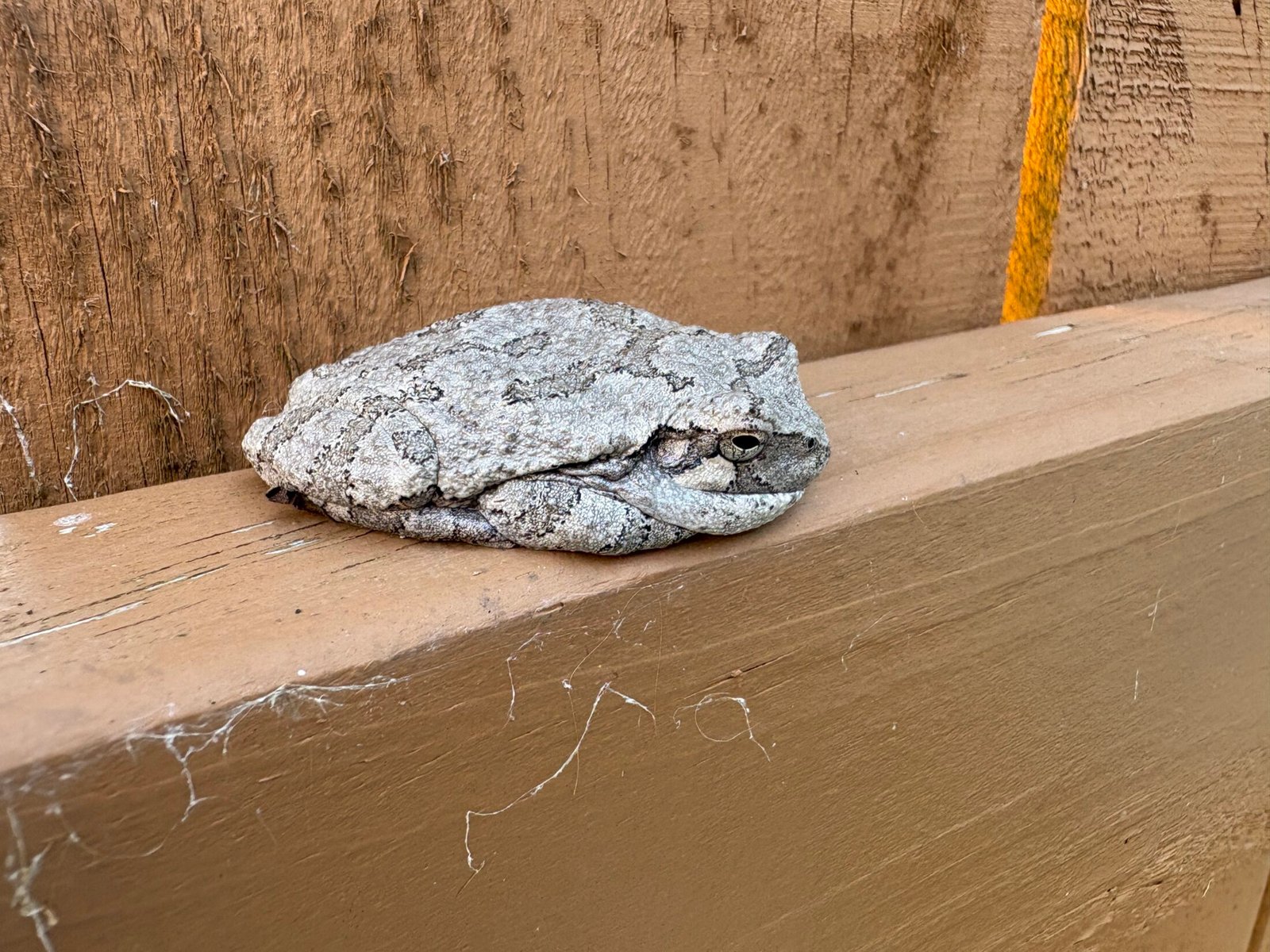 Grey missouri tree frog 