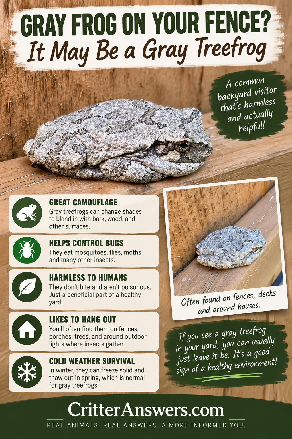 Gray Frog on Your Fence? It May Be a Gray Treefrog